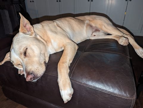 The couch was invented for Carolina Dogs