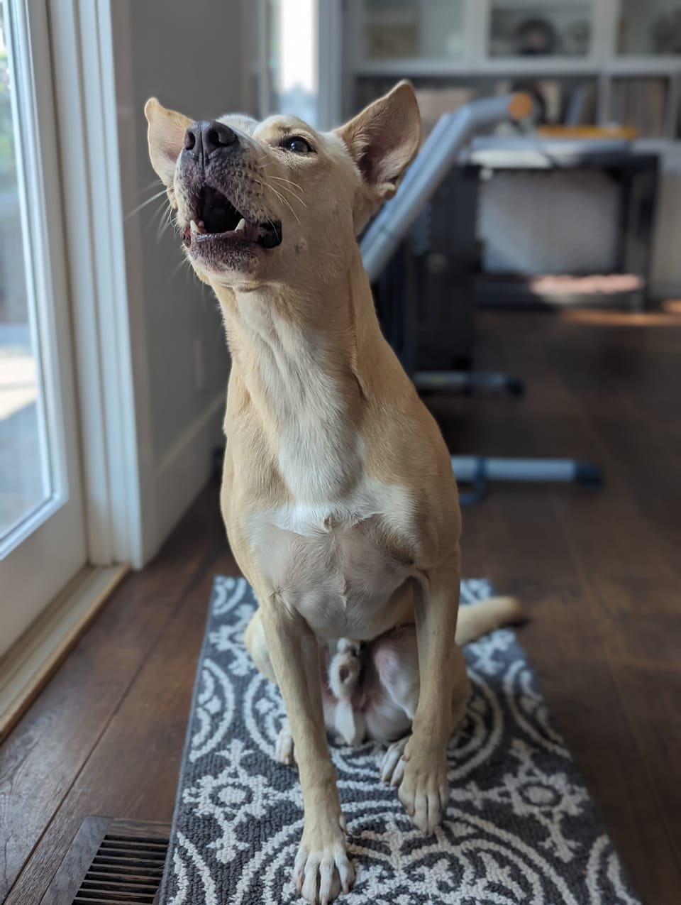 A Carolina Dog howling with head thrown back