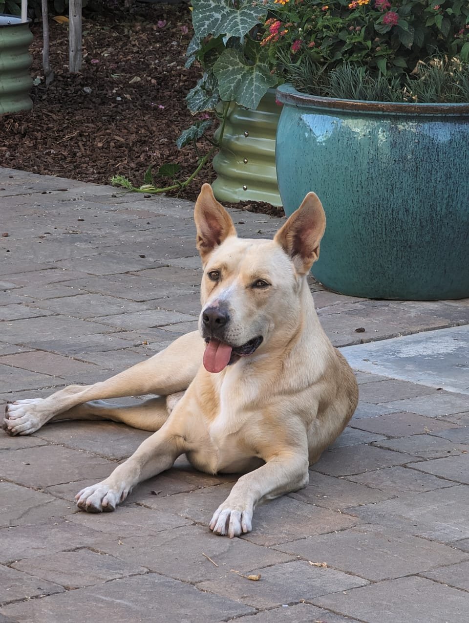 Panda the Carolina Dog lying on patio pavers with her tongue out