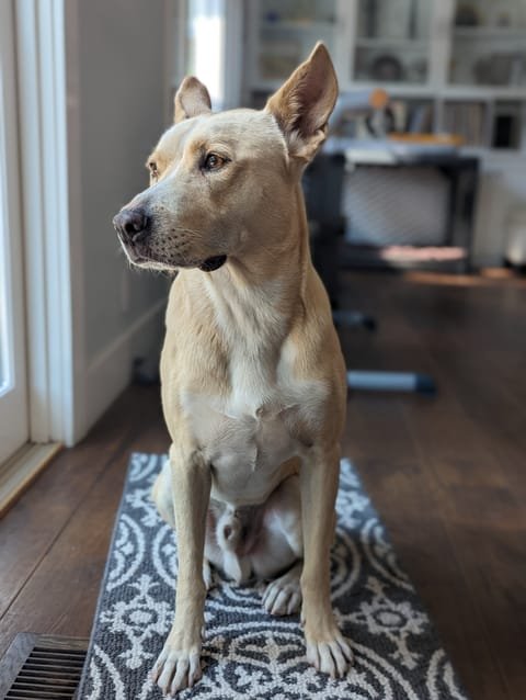 Full alert: ears up, everything under surveillance