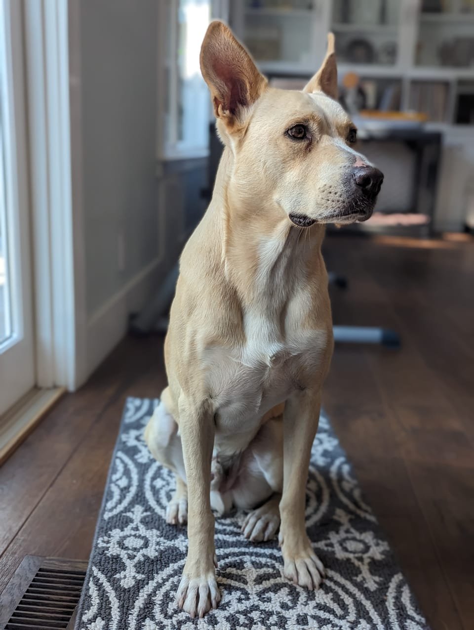 A Carolina Dog standing alert, showing the breed’s upright ears and lean build