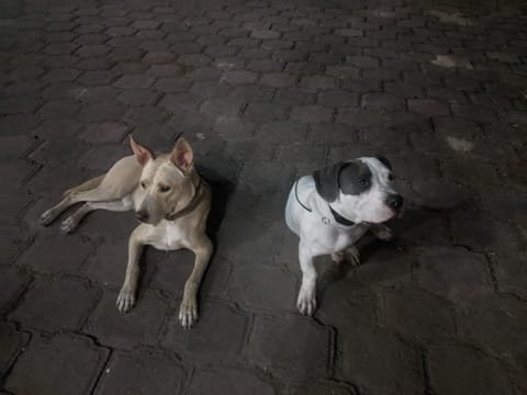 Pack time in the evening
